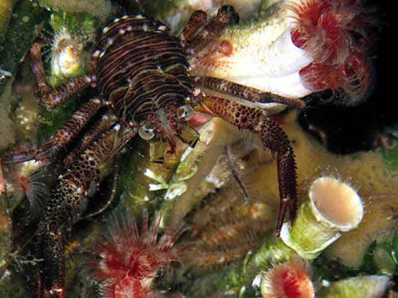 A squat lobster Galathea squamifera.