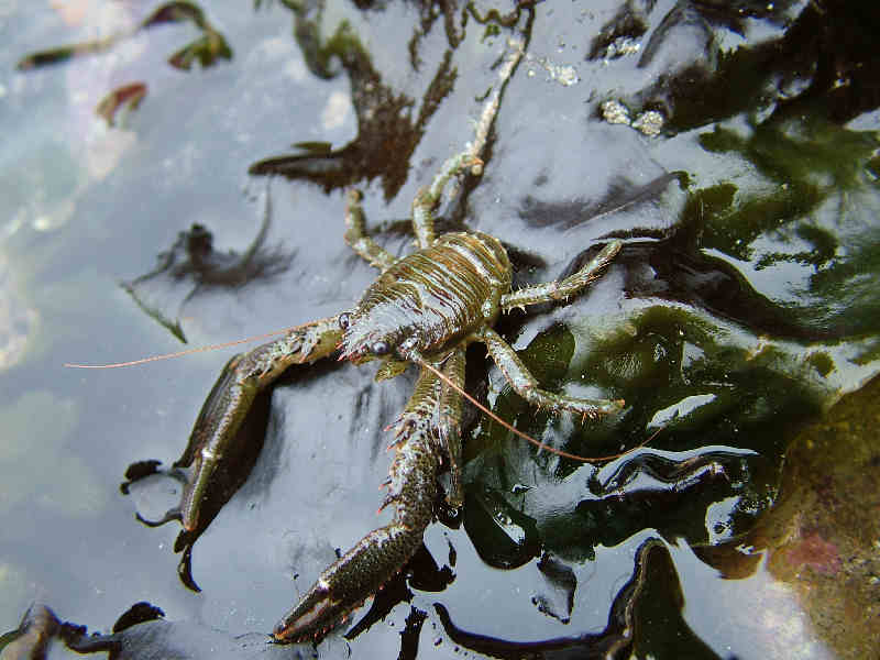 Galathea squamifera on kelp.