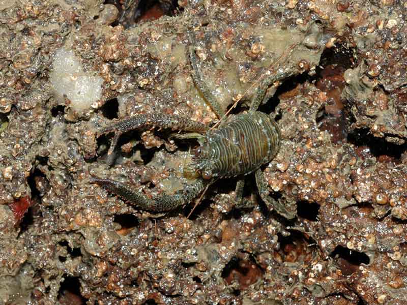 Galathea squamifera on bedrock.