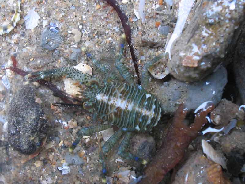 Galathea squamifera in Charmouth, Cornwall.