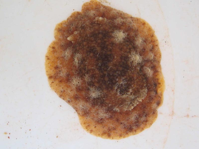 Geitodoris planata.