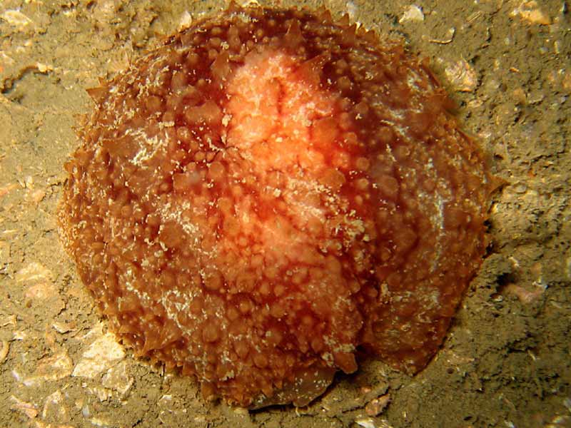 Geitodoris planata at Scapa Flow, Orkneys.