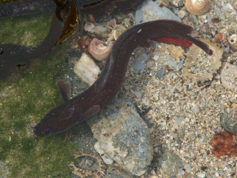 Gaidropsarus mediterraneus in a rockpool