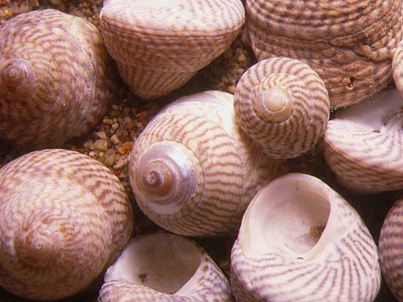 Gibbula cineraria, the grey top shell.