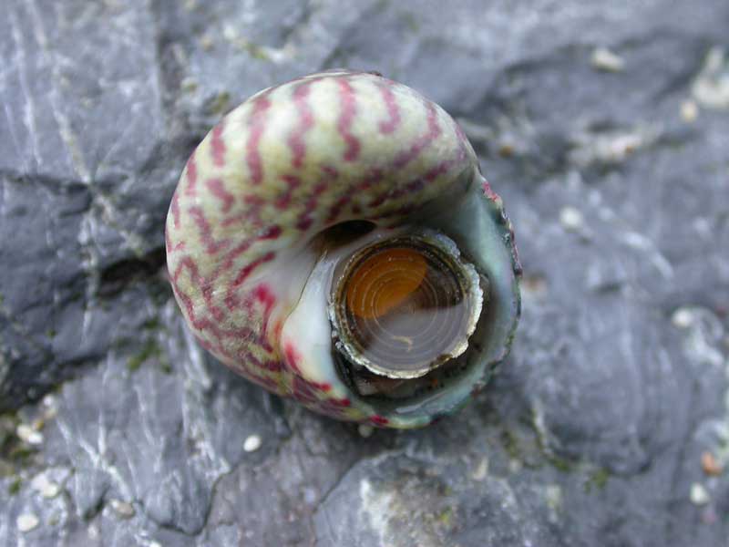 The topshell Gibbula umbilicalis upturned on a rock.