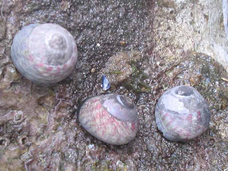 Three mature Gibbula umbilicalis individuals.