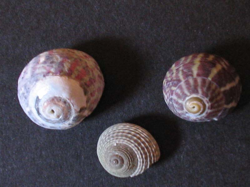 Varying forms of Gibbula umbilicalis - view 1.