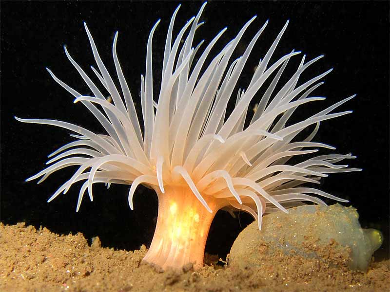Image: A sea loch anemone.