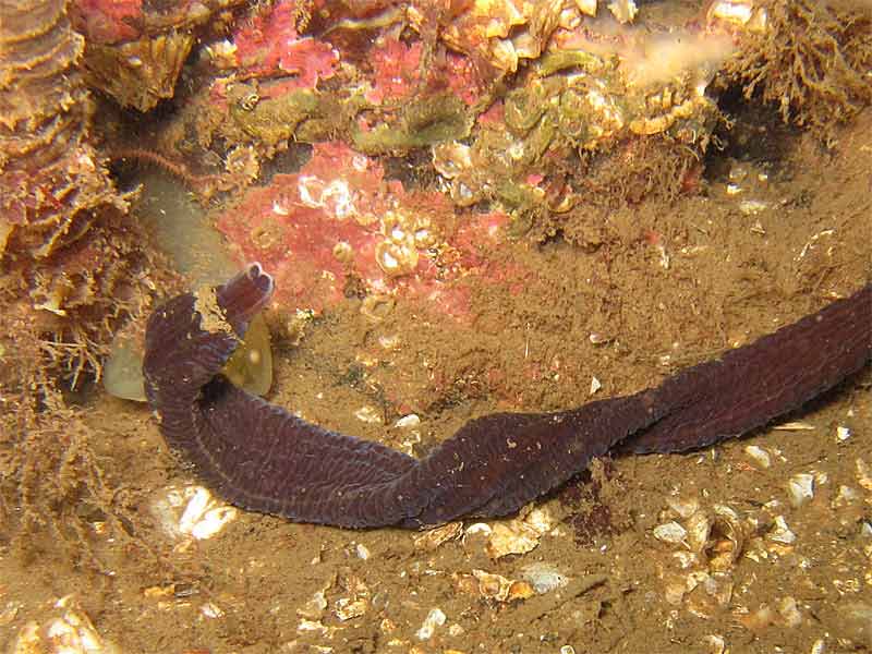 A bootlace worm.