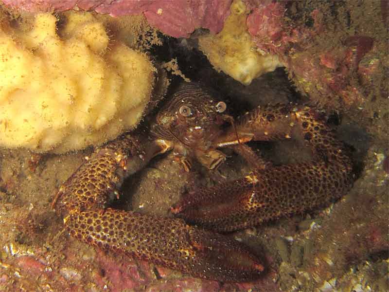 A squat lobster sheltering.