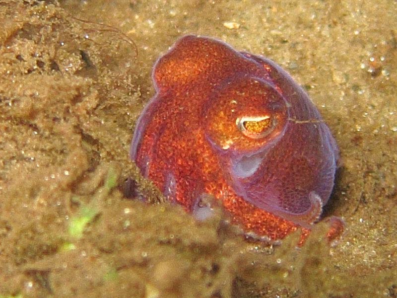 Sepiola atlantica