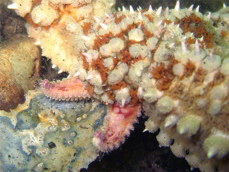 Two new arms formed on Marthasterias glacialis