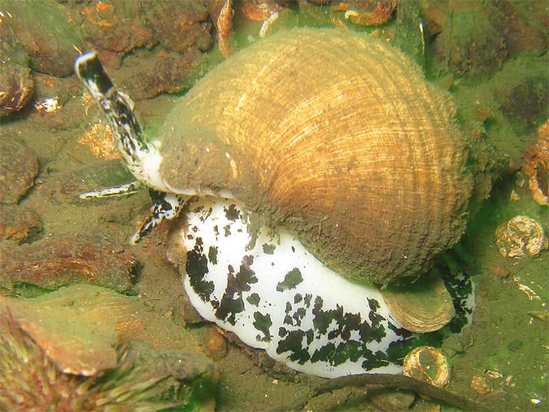 Buccinum undatum