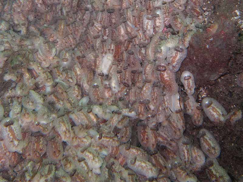 An Onchidoris bilamellata aggregation.