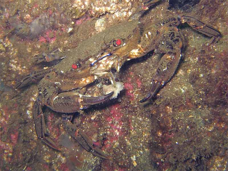 A feeding velvet swimming crab.