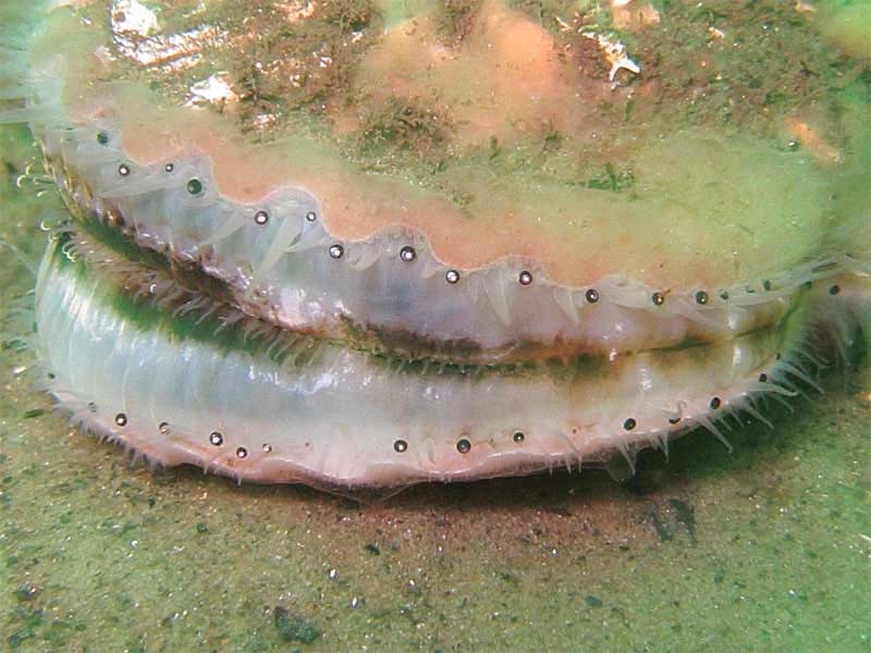 A resting queen scallop.