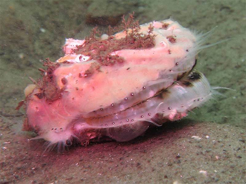 A resting queen scallop.