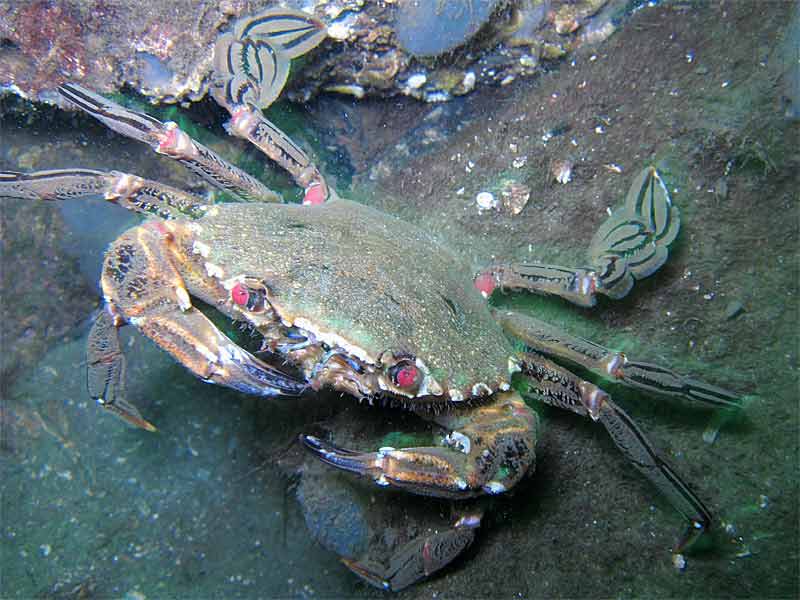 A velvet swimming crab.