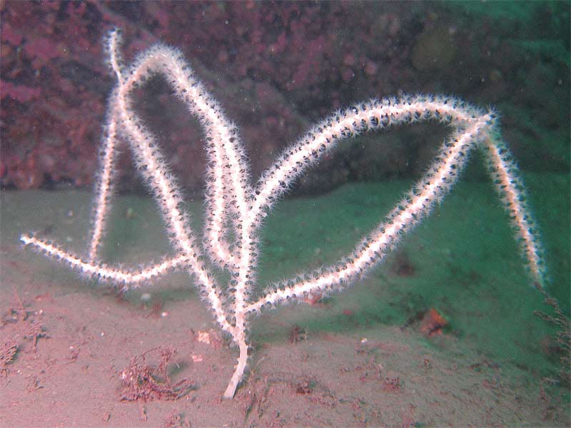 A northern sea fan.