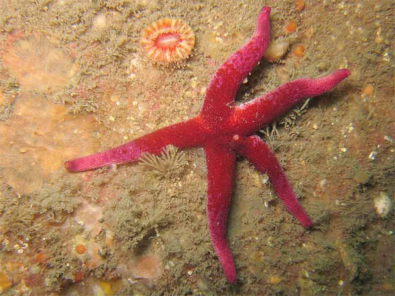 A bloody henry starfish