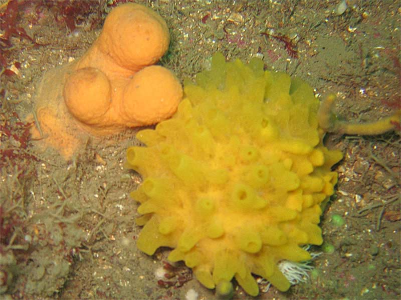 Image: A Polymastia boletiformis colony.