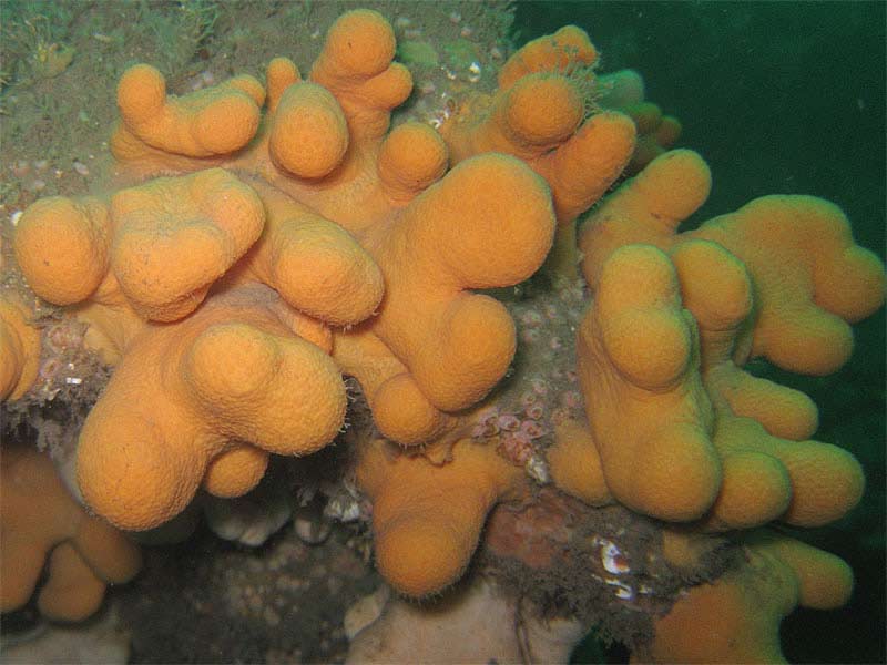 Image: A group of Alcyonium digitatum colonies in the Firth of Lorn.