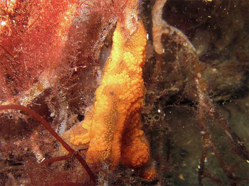 Botrylloides leachii growing over a kelp holdfast