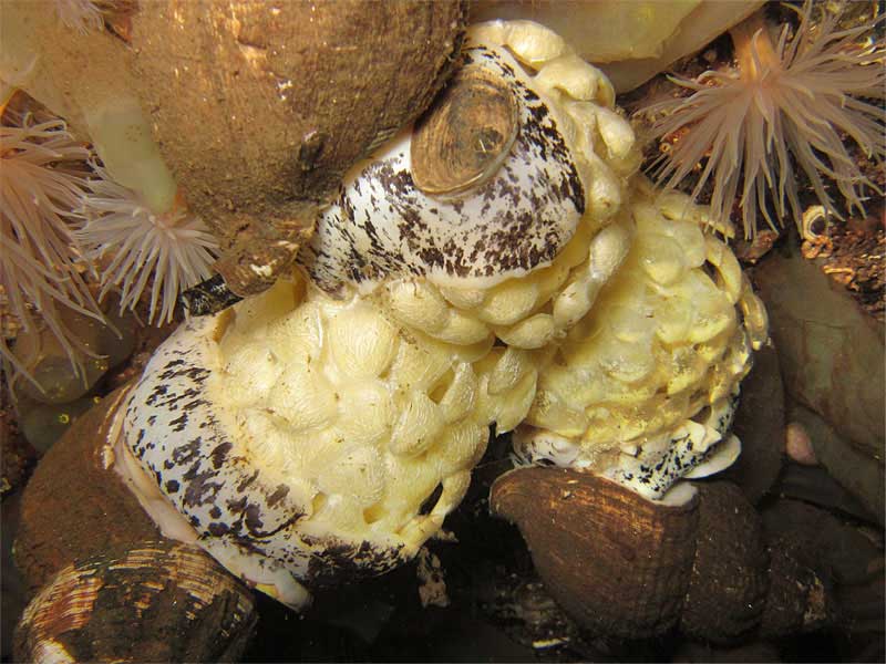 Three spawning Buccinum undatum with Sea Loch anemones