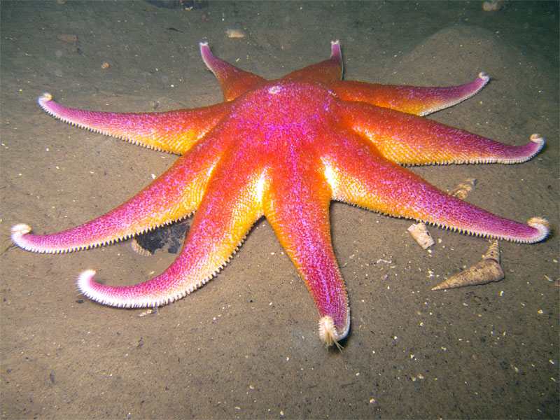 Solaster endeca Purple Sea Star with a few cone shells