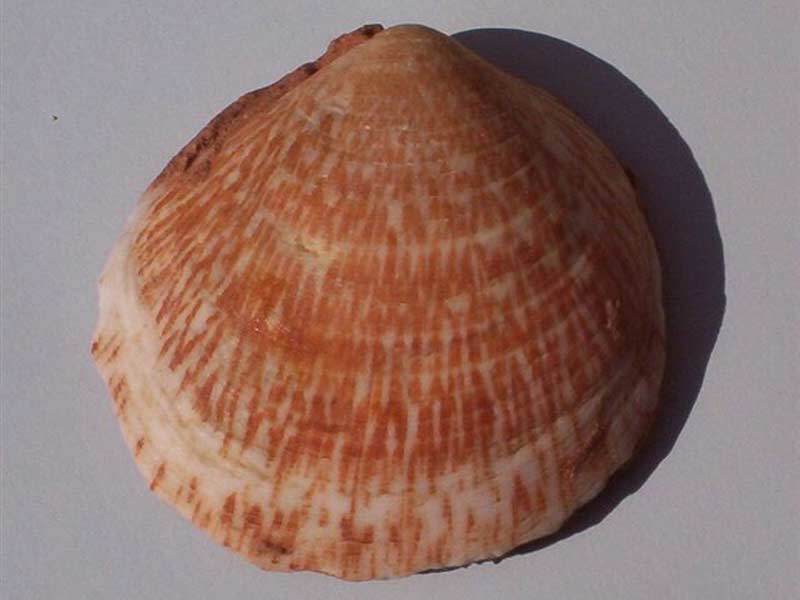 Shell of the dog cockle Glycymeris glycymeris.