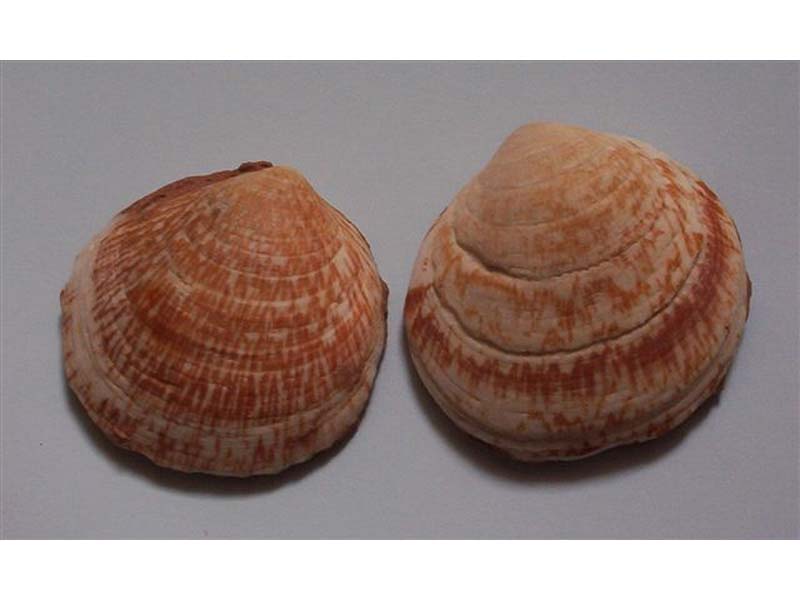 Both valves of the dog cockle Glycymeris glycymeris.