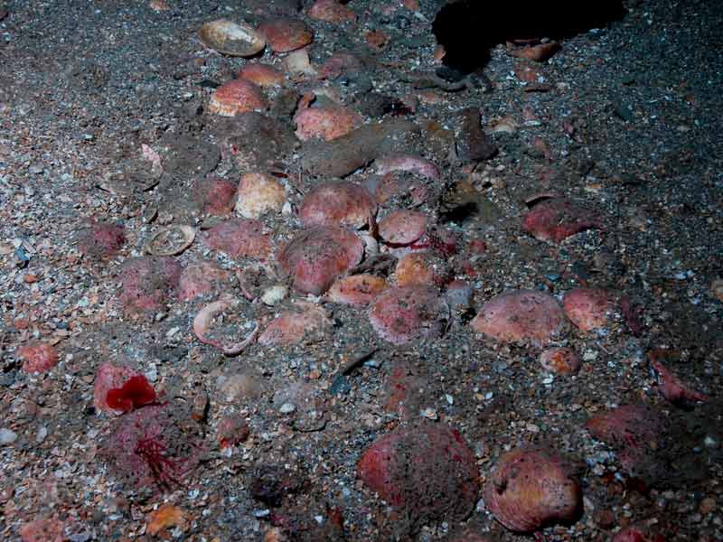 Image: Multiple Glycymeris glycymeris shells on the seabed.
