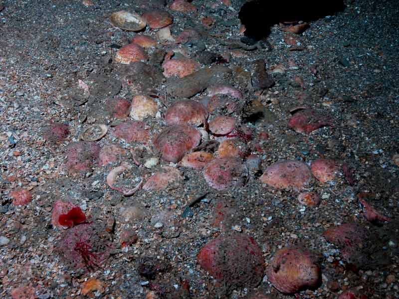 Multiple Glycymeris glycymeris shells on the seabed.