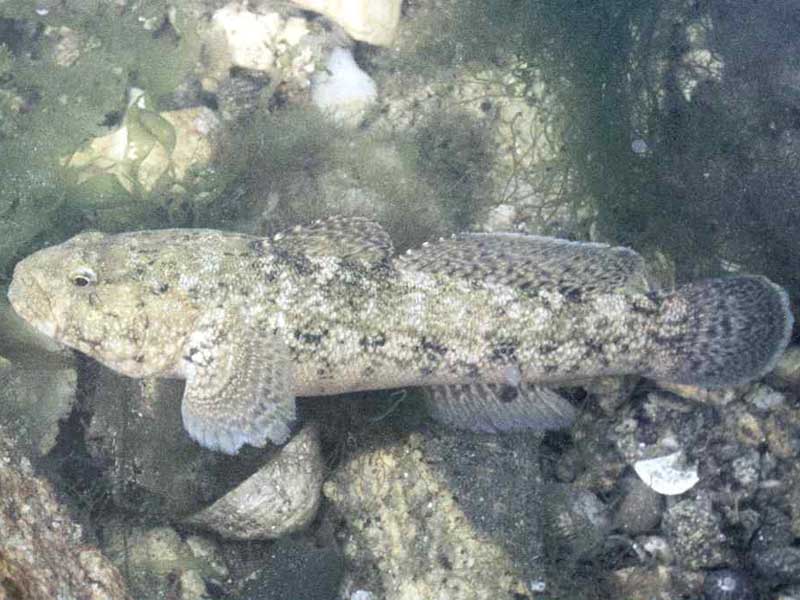 Gobius cobitis, in a Brittany rockpool.