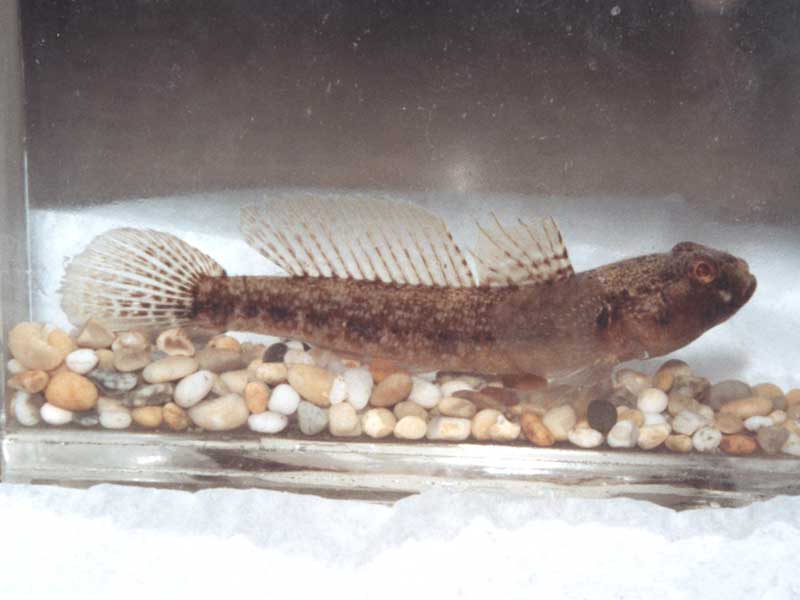 Image: Gobius couchi showing the membrane free rays on the upper pectoral fin.