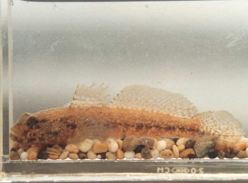 Gobius couchi with characteristic black spot in front of pectoral fin.