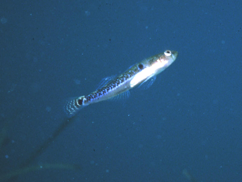 Two spotted goby Gobiusculus flavescens.