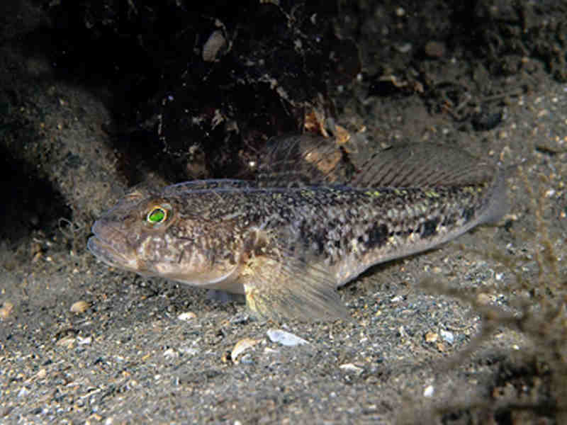 Gobius niger.