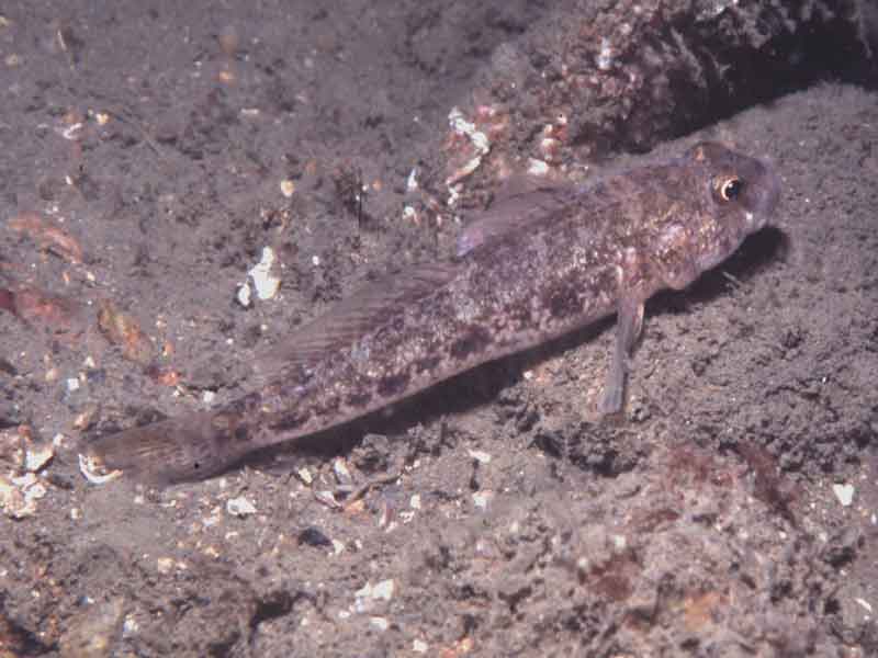 Black goby.