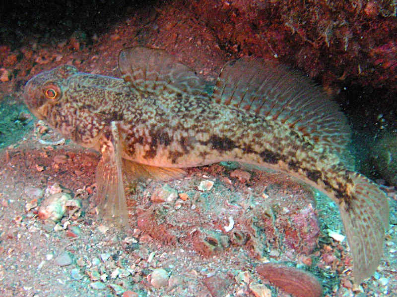 The black goby Gobius niger.