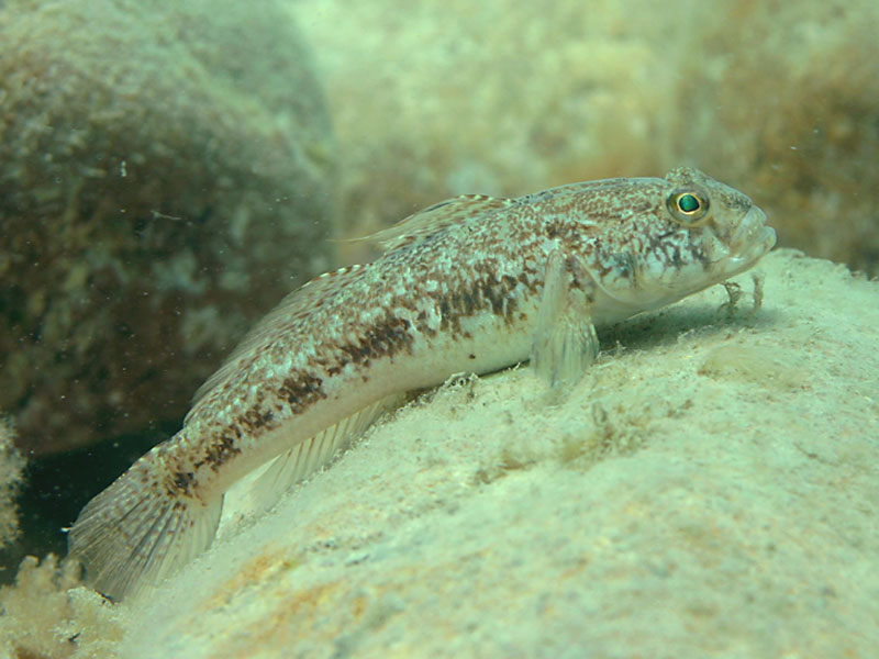 Image: Gobius niger on rock in the Channel Isles.