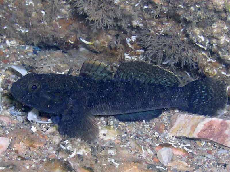 Dark breeding phase of Gobius paganellus.