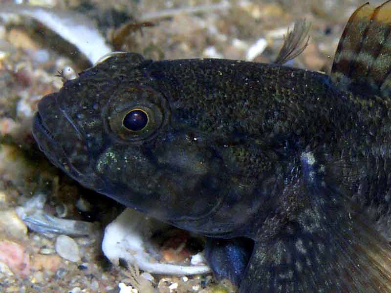 Head of Gobius paganellus during breeding phase.