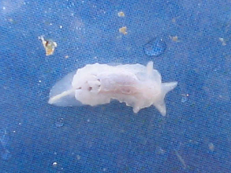 Image: Goniodoris nodosa, found attached to sugar kelp on a pontoon.