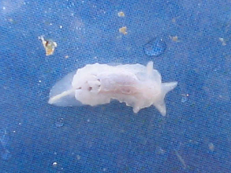 Goniodoris nodosa, found attached to sugar kelp on a pontoon.