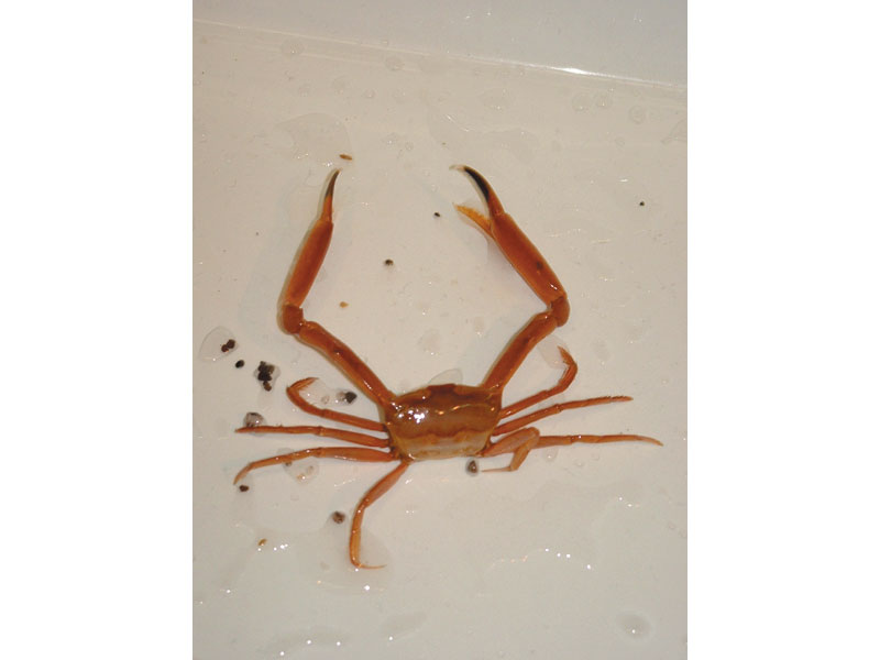 Image of a male specimen of Gonoplax rhomboides.
