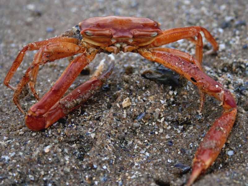 Anterior view of Goneplax rhomboides with one claw turned backwards.