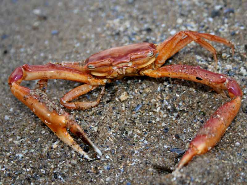 Anterior view of Goneplax rhomboides with both claws postioned forwards.