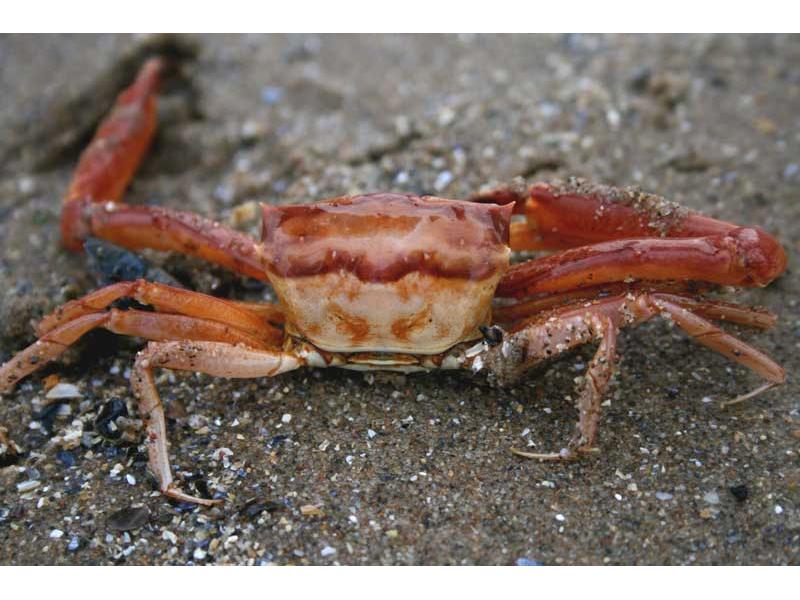 Posterior view of Goneplax rhomboides.