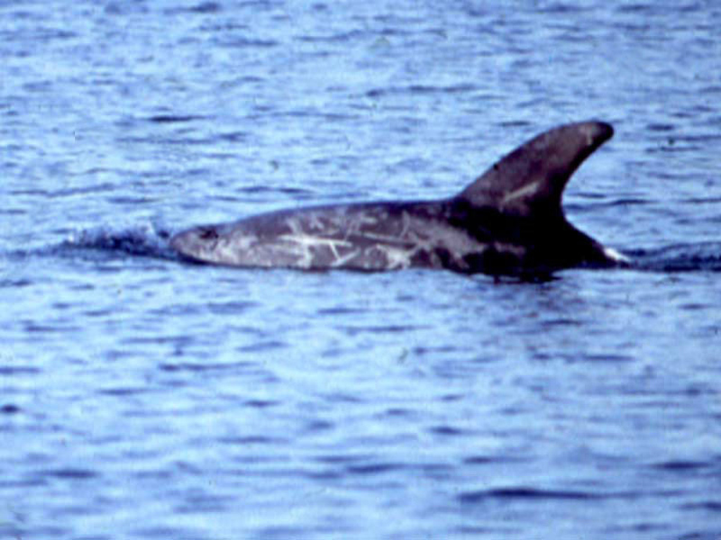 Risso's dolphin at Coverack.